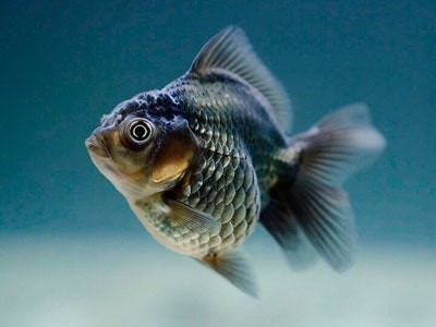 Lorem ipsum dolor sit amet, consectetuer adipiscing elit 2